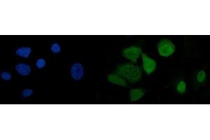 IF analysis of U2AF65/U2AF2 using anti-U2AF65/U2AF2 antibody (ABIN7600794). (U2AF2 Antikörper  (AA 238-470))