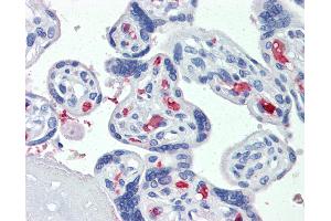Anti-CLEC2D antibody IHC of human placenta. (CLEC2D Antikörper  (AA 122-131))