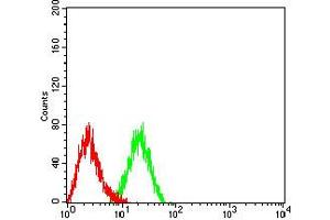 Flow cytometric analysis of HL-60 cells using CD166 mouse mAb (green) and negative control (red).
