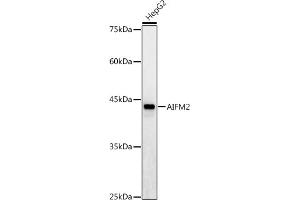 Western blot analysis of extracts of HepG2 cells, using /AMID antibody (ABIN6129888, ABIN6136678, ABIN6136679 and ABIN6215707) at 1:1000 dilution. (AIFM2 Antikörper  (AA 1-373))