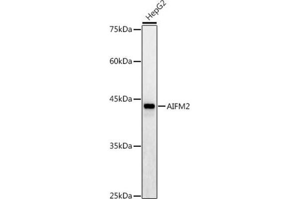 AIFM2 anticorps  (AA 1-373)