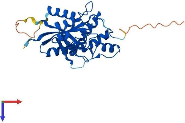 NMNAT3 Protein (AA 1-252) (His tag)