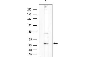 Western blot analysis of lysates from Mouse testis, using OR2 Antibody at 1/1000 dilution.