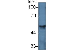 Western Blot; Sample: Porcine Liver lysate; Primary Ab: 2µg/ml Rabbit Anti-Human HGD Antibody Second Ab: 0. (HGD Antikörper  (AA 8-205))