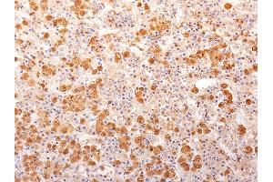 Formalin-fixed, paraffin-embedded human Pituitary Gland stained with ACTH Monoclonal Antibody (57). (POMC Antikörper  (N-Term))