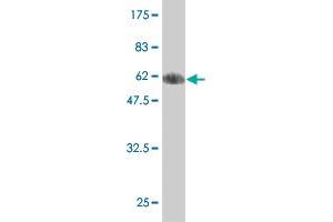 Western Blotting (WB) image for anti-Endonuclease 8-like 2 (NEIL2) (AA 1-332) antibody (ABIN566974)