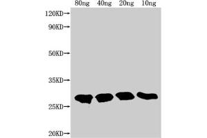 Western Blot Positive WB detected in Recombinant protein All lanes: TTYH2 antibody at 1:2000 Secondary Goat polyclonal to rabbit IgG at 1/50000 dilution Predicted band size: 22. (TTYH2 Antikörper  (AA 455-534))
