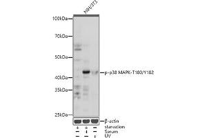 Western blot analysis of extracts of NIH/3T3 cells, using Phospho-p38 MAPK-T180/Y182 antibody (ABIN6135257, ABIN6136138, ABIN6136139 and ABIN6225556) at 1:1000 dilution. (MAPK14 Antikörper  (pThr180, pTyr182))