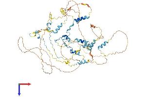 Calpastatin Protein (CAST) (AA 1-708) (His tag)