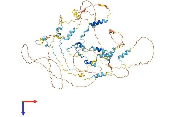 Calpastatin Protein (CAST) (AA 1-708) (His tag)