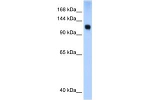 Western Blotting (WB) image for anti-SWI/SNF Related, Matrix Associated, Actin Dependent Regulator of Chromatin, Subfamily A, Member 5 (SMARCA5) antibody (ABIN2460151) (SMARCA5 Antikörper)