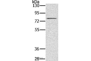Western blot analysis of Raw264. (TAB3 Antikörper)
