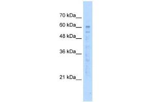 KIAA0494 antibody used at 5 ug/ml to detect target protein. (KIAA0494 Antikörper  (N-Term))