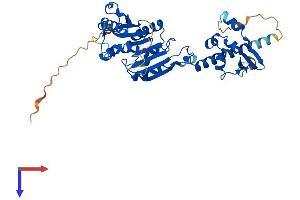 HENMT1 Protein (AA 1-395) (His tag)