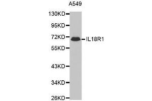 Western blot analysis of extracts of A549 cell line, using IL18R1 antibody. (IL18R1 Antikörper  (AA 19-320))