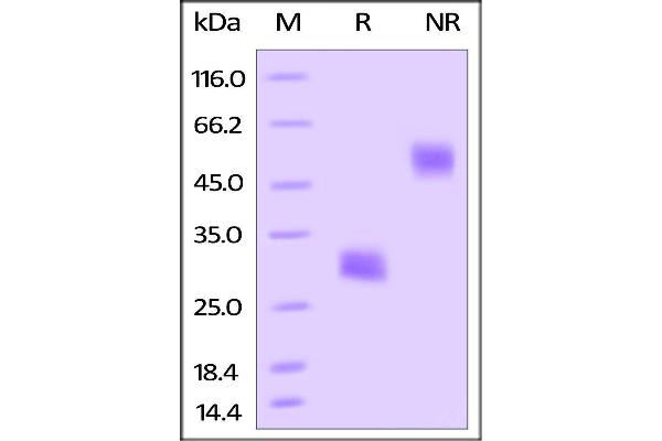 VEGFA Protein (AA 27-190) (His tag,AVI tag,Biotin)