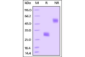 Biotinylated Mouse VEGF164, His Tag on SDS-PAGE under reducing (R) and no-reducing (NR) conditions. (VEGFA Protein (AA 27-190) (His tag,AVI tag,Biotin))
