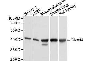 Western blot analysis of extracts of various cell lines, using GNA14 antibody (ABIN5997804) at 1/1000 dilution. (GNa14 Antikörper)