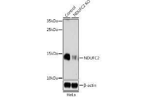 Western blot analysis of extracts from normal (control) and NDUFC2 knockout (KO) HeLa cells, using NDUFC2 antibody (ABIN7268818) at 1:1000 dilution. (NDUFC2 Antikörper  (AA 1-100))