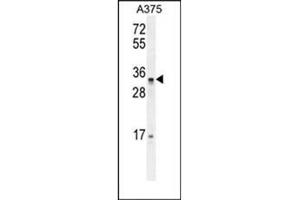 Western blot analysis of PUSL1 Antibody (C-term) in A375 cell line lysates (35ug/lane).