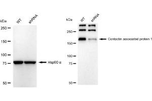Western blotting analysis using Contactin associated protein 1 antibody (ABIN7798148). (Rekombinanter CNTNAP1 Antikörper)