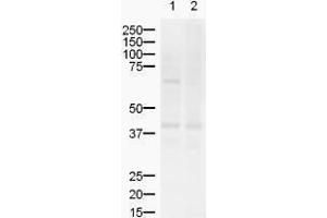 Image no. 1 for anti-ZIC2 (ZIC2) (AA 189-206) antibody (ABIN199961) (ZIC2 Antikörper  (AA 189-206))