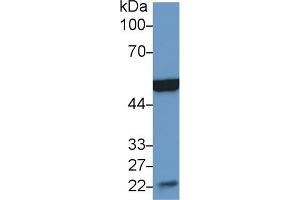 Western Blot; Sample: Mouse Heart lysate; Primary Ab: 2µg/ml Rabbit Anti-Mouse MSE Antibody Second Ab: 0. (MSE Antikörper  (AA 3-434))