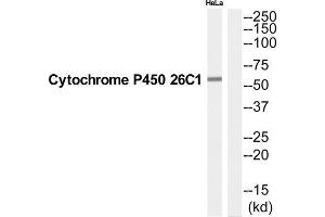 Western Blotting (WB) image for anti-Cytochrome P450, Family 26, Subfamily C, Polypeptide 1 (CYP26C1) (C-Term) antibody (ABIN1852632) (CYP26C1 Antikörper  (C-Term))