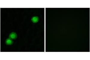 Immunofluorescence (IF) image for anti-Protein Kinase (CAMP-Dependent, Catalytic) Inhibitor beta (PKIB) (AA 29-78) antibody (ABIN2889747) (PKIB Antikörper  (AA 29-78))