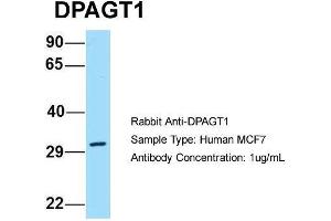 Host: Rabbit Target Name: DPAGT1 Sample Type: Human MCF7 Antibody Dilution: 1. (DPAGT1 Antikörper  (C-Term))