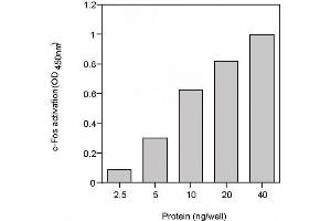 TransAM® standard curve generated using Recombinant c-Fos protein. (c-FOS Protein (full length) (His tag))