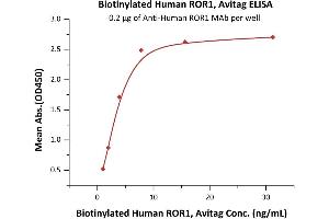 Immobilized A ROR1 MAb at 2 μg/mL (100 μL/well) can bind Biotinylated Human / Cynomolgus / Rhesus macaque ROR1, Avitag (ABIN5526630,ABIN5526631) with a linear range of 0.