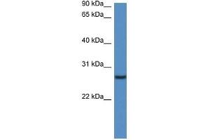 Western Blotting (WB) image for anti-C-Type Lectin Domain Family 1, Member B (CLEC1B) (N-Term) antibody (ABIN928134)