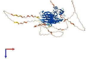 PPM1D Protein (AA 1-605) (His tag)
