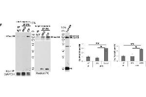 Western Blotting (WB) image for anti-Glyceraldehyde-3-Phosphate Dehydrogenase (GAPDH) antibody (ABIN2857072)