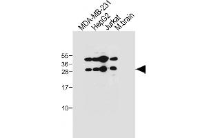 All lanes : Anti-EMX1 Antibody (C-term) at 1:1000 dilution Lane 1: MDA-MB-231 whole cell lysate Lane 2: HepG2 whole cell lysate Lane 3: Jurkat whole cell lysate Lane 4: Mouse brain tissue lysate Lysates/proteins at 20 μg per lane. (EMX1 Antikörper  (C-Term))