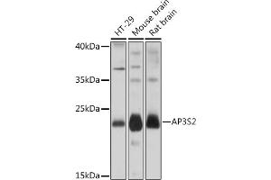 Western blot analysis of extracts of various cell lines, using S2 Rabbit pAb (ABIN7265451) at 1:1000 dilution. (AP3S2 Antikörper  (AA 1-193))