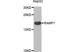 Western blot analysis of extracts of HepG2 cells, using RAMP1 antibody (ABIN5973847) at 1/1000 dilution. (RAMP1 Antikörper)