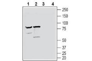 Western blot analysis of mouse brain lysate (lanes 1 and 3) and rat brain lysate (lanes 2 and 4): - 1-2. (NPTXR Antikörper  (C-Term, Extracellular))
