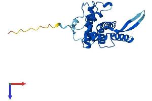RPS5 Protein (AA 1-204) (His tag)