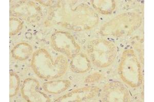 Immunohistochemistry of paraffin-embedded human kidney tissue using ABIN7158545 at dilution of 1:100 (FCGR2C Antikörper  (AA 43-223))