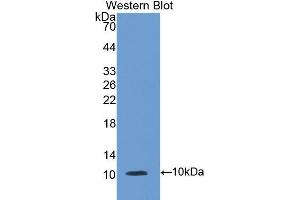 Western Blotting (WB) image for anti-Chemokine (C-C Motif) Ligand 2 (CCL2) (AA 24-99) antibody (ABIN1078327) (CCL2 Antikörper  (AA 24-99))