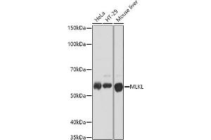 Western blot analysis of extracts of various cell lines, using MLKL antibody (ABIN7268669) at 1:1000 dilution. (MLKL Antikörper)