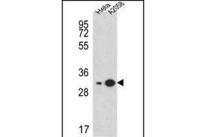RPS3A Antibody (C-term) (ABIN651720 and ABIN2840374) western blot analysis in Hela, cell line lysates (15 μg/lane). (RPS3A Antikörper  (C-Term))