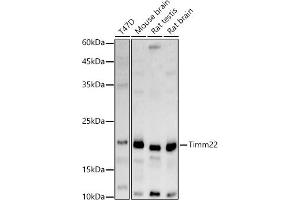 Western blot analysis of extracts of various cell lines, using Timm22 antibody (ABIN7270926) at 1:1000 dilution. (TIMM22 Antikörper)