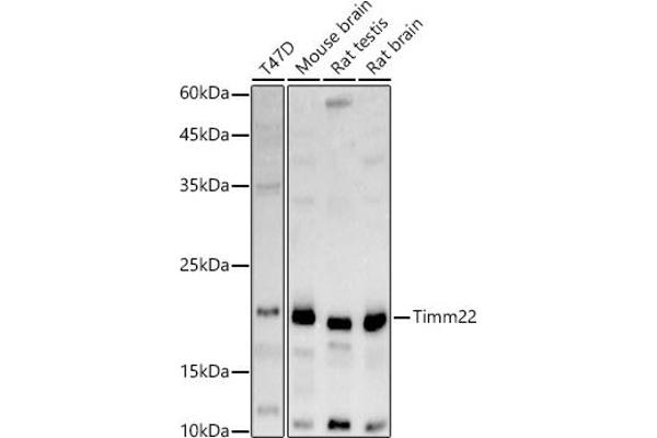TIMM22 Antikörper