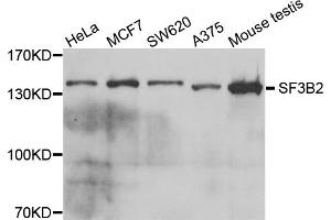 Western blot analysis of extracts of various cell lines, using SF3B2 antibody. (SF3B2 Antikörper)