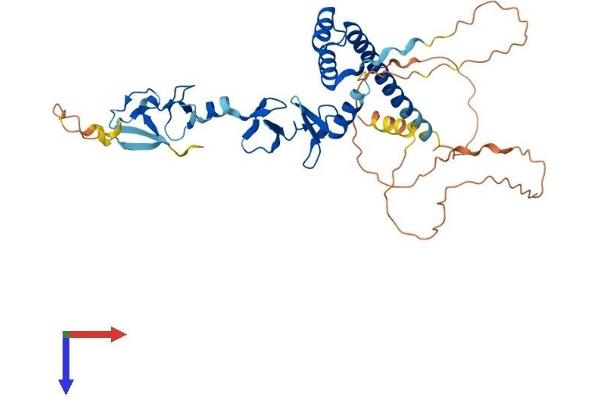 LMX1A Protein (AA 1-382) (His tag)