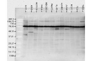 Western blot analysis of Human Cell line lysates showing detection of HSP90 protein using Rabbit Anti-HSP90 Polyclonal Antibody . (HSP90 Antikörper  (Biotin))