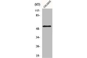 Western Blot analysis of COLO205 cells using KCNG2 Polyclonal Antibody (Kcng2 Antikörper  (Internal Region))